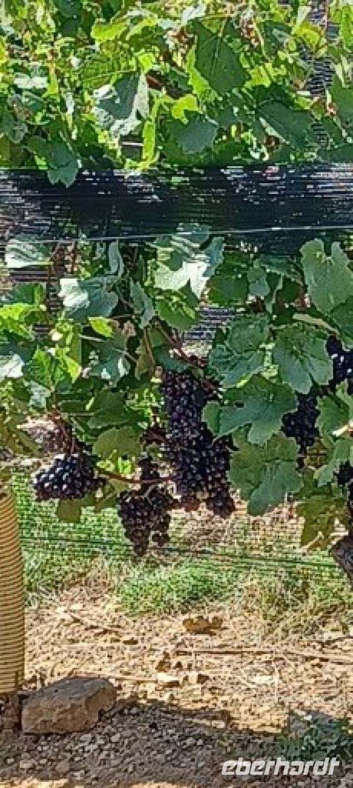 die begehrte rote Schale der Trauben für den Rotwein