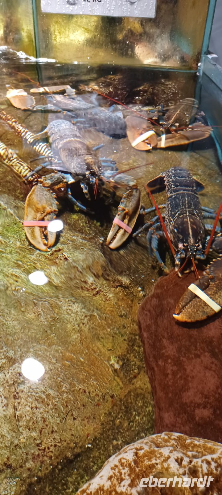 Markthalle- Hummer mit Scherenschutz