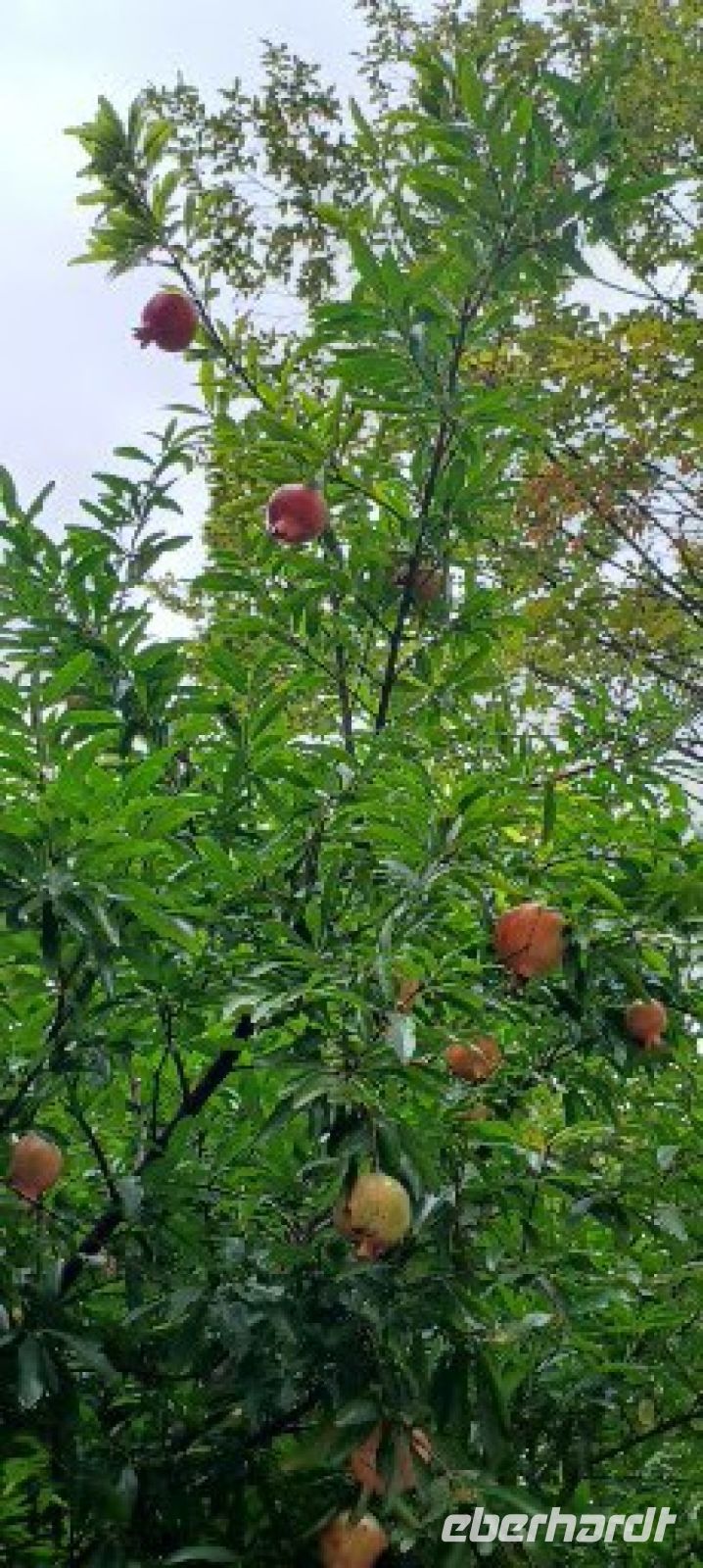 Granatapfelbaum in Lyon