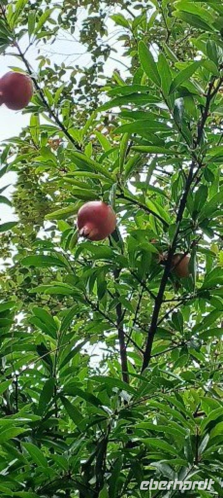 reife Granatapfelfrucht