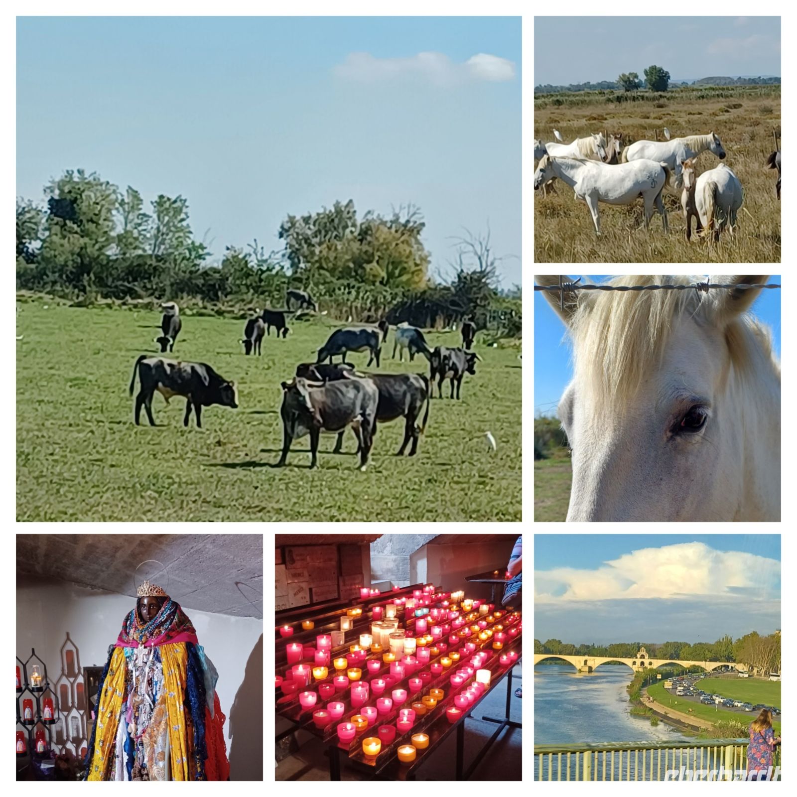 Ausflug von Avignon in die Camargue 
