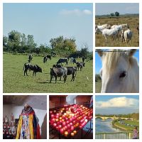 Ausflug von Avignon in die Camargue 