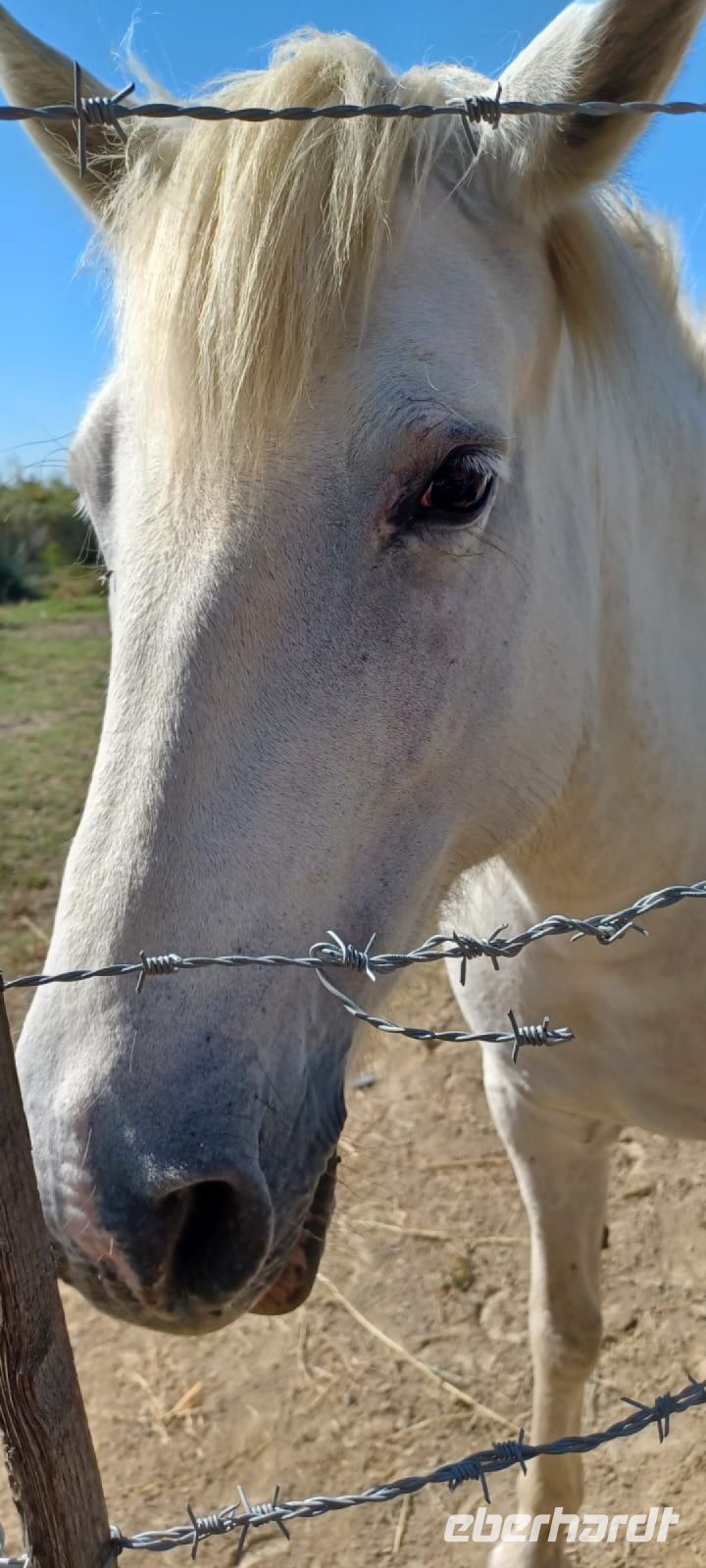Camargue-Pferde sind zutraulich