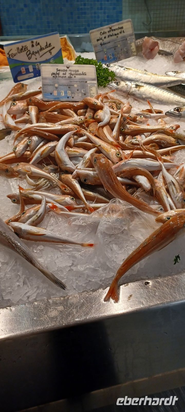 Markthalle Avignon - am Fischstand
