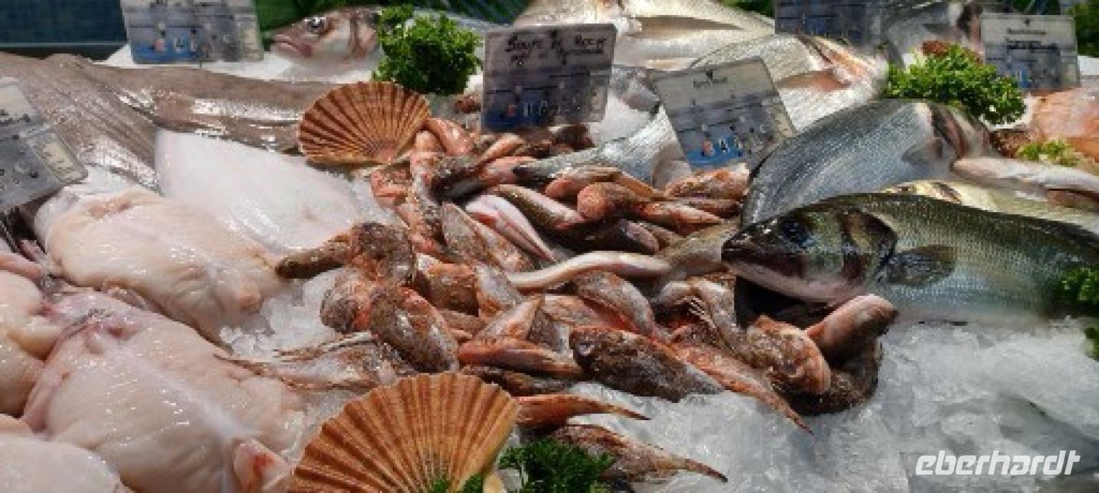 Markthalle Avignon - die Fischthekenpräsentation - eine Augenweide