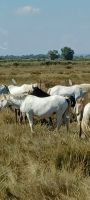 Camargue Pferdeherde mit schwarzem Jungtier