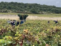 Burgund vom Feinsten - Handlese im teuersten Weinberg der Welt
