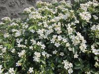 Frühling am Montmartre