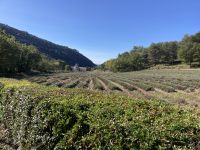 ….kein blühender Lavendel - dennoch schön