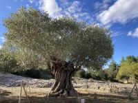 Olivenbaum, der Geschichte erlebte. 