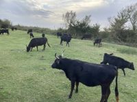 ….und nun die Stiere ganz nah.