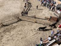 blickten auf Stiere in Aigues Mortes