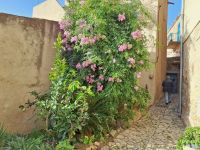 20241015_095940, welch eine Blütenpracht.jpg