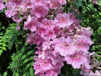 20241015_135942, man kann sich nicht sattsehen.jpg