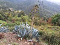 20241016_130608, Blick von Morosaglia über die Castagniccia.jpg