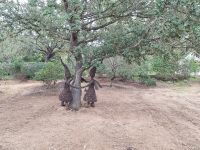 20241017_100940, Wichtel umarmen Baum.jpg