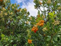 20241017_103152, Früchte des Erdbeerbaumes.jpg