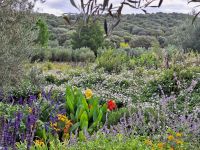 20241017_112916, welch eine Blütenpracht noch im Oktober.jpg