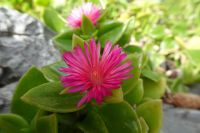 Tag 3 12.10.2024 Ausflug nach Èze