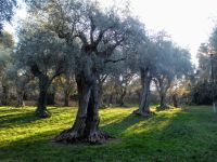 Olivenhain am Franziskanerkloster in Cimiez