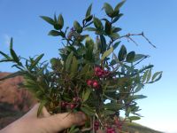 vielfältige Vegetation 