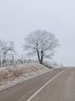 Elsässische Weinstraße
