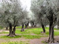 alte Olivenbäume in Cimiez