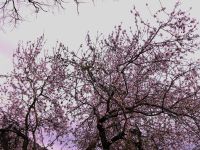 Mandelblüte in St.Tropez