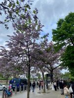 Blühende Schneekirschen