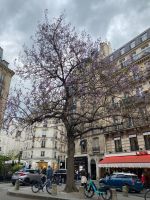 Der Frühling blüht