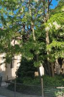 Tag 03 Besichtigung von Notre Dame 02 Vis-a-vis der älteste Baum von Paris