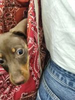 Tag 02 In der Metro - Dackel als Accessoire