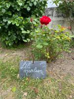 Radreise Loire vom 3.-11.5.25: Unser Rosengarten-Rastplatz in Candes