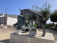 ...ein Star unter den Stieren