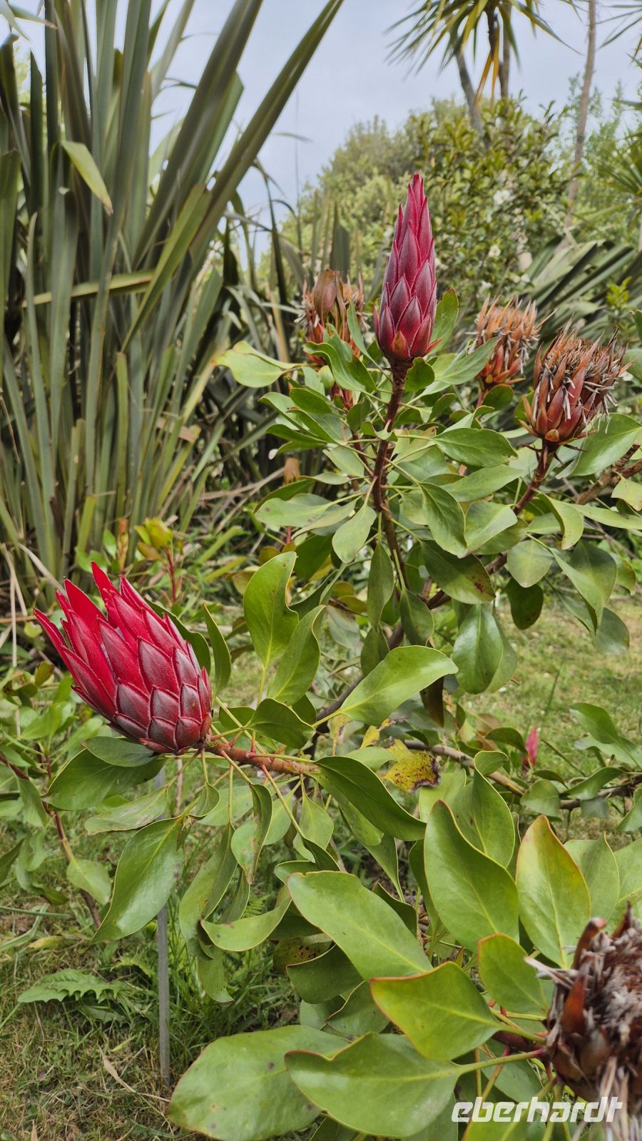 Jardin Botanique du Château de Vauville