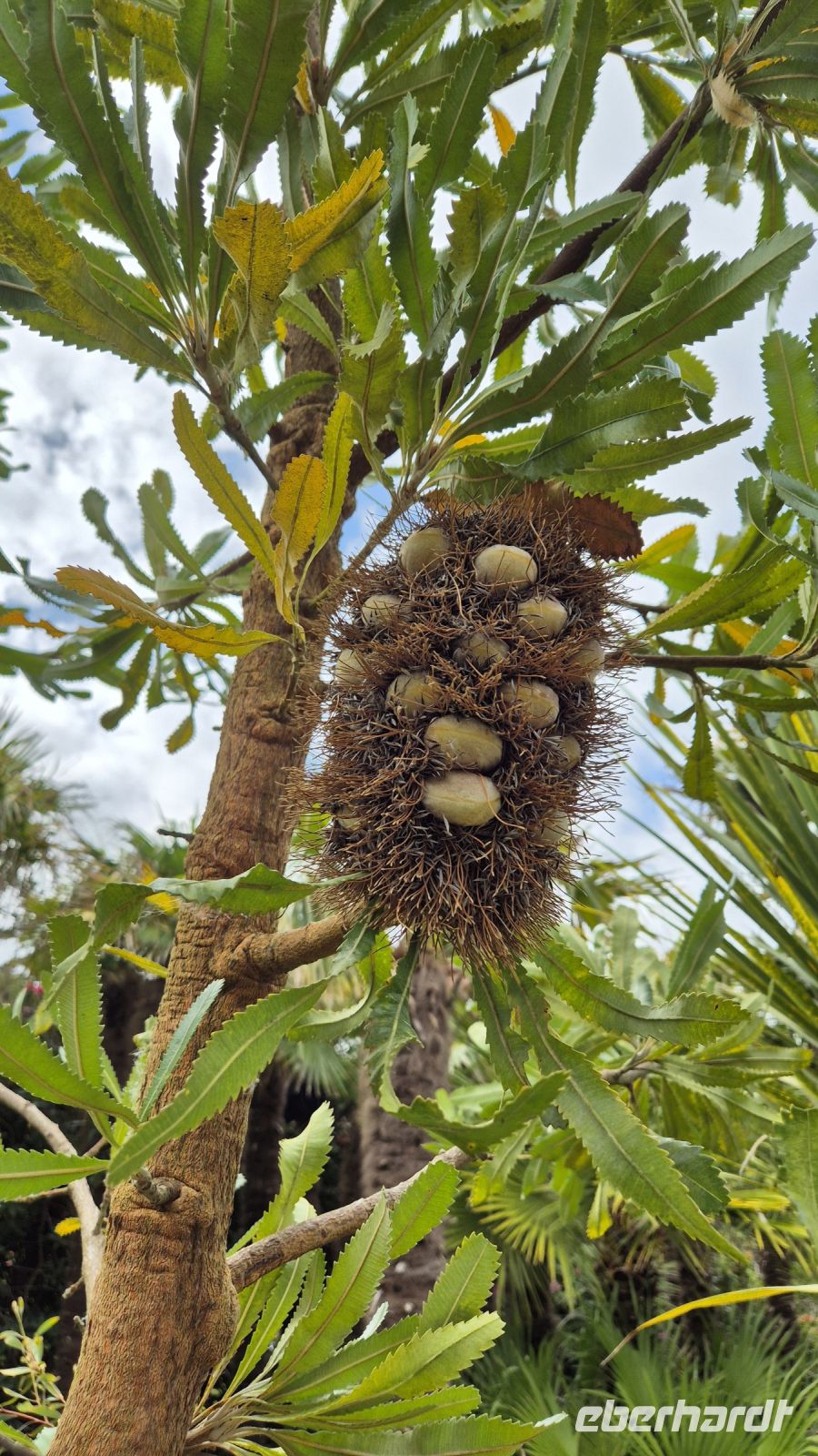 Jardin Botanique du Château de Vauville