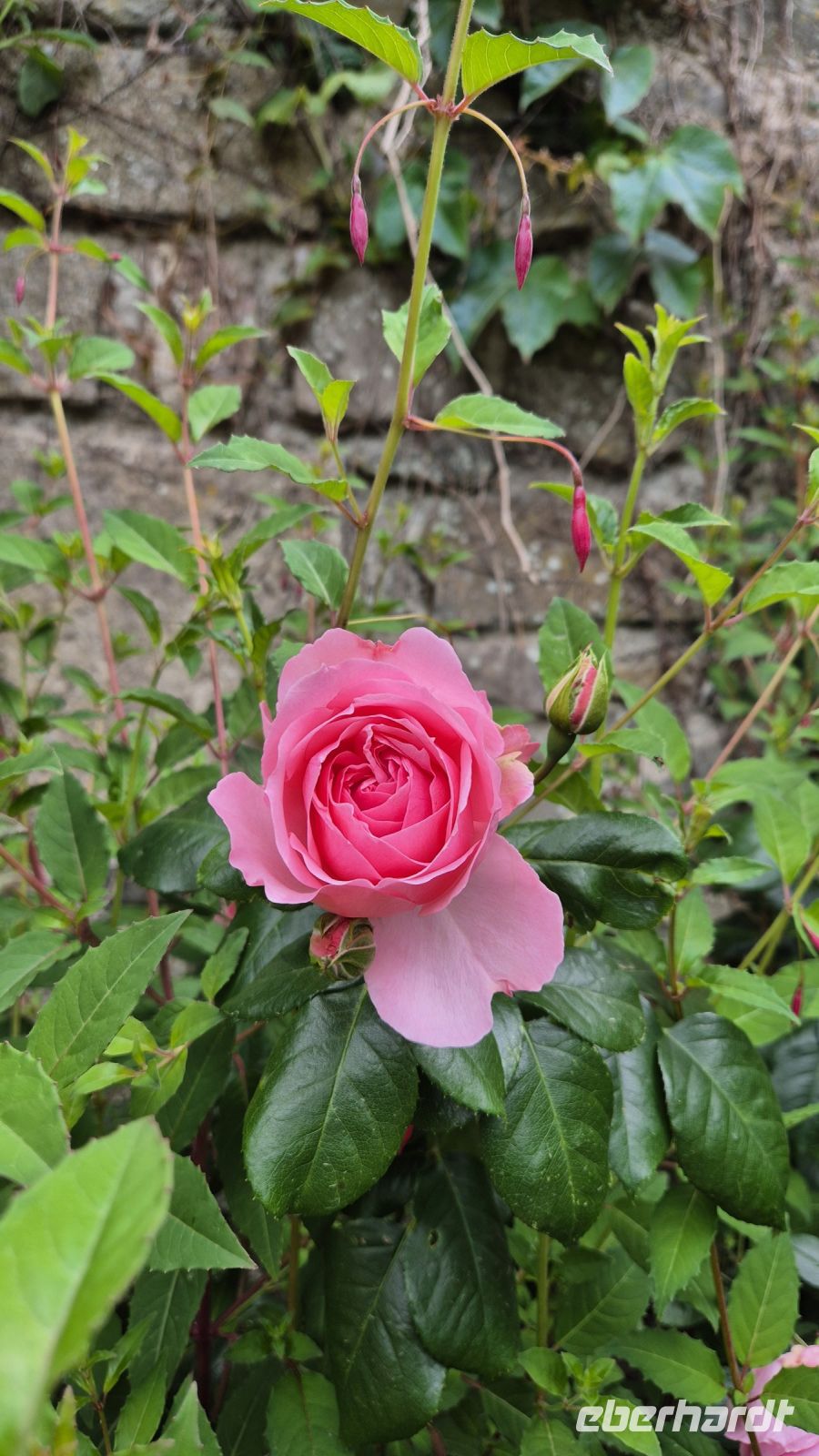 Jardin Botanique du Château de Vauville