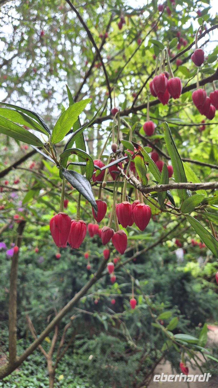 Jardin Botanique du Château de Vauville