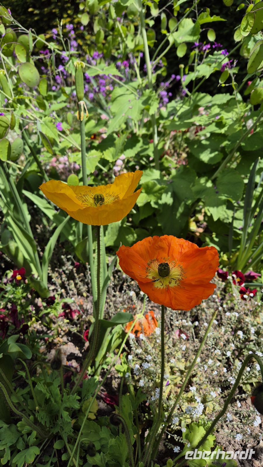 Jardin de Plantes Coutances