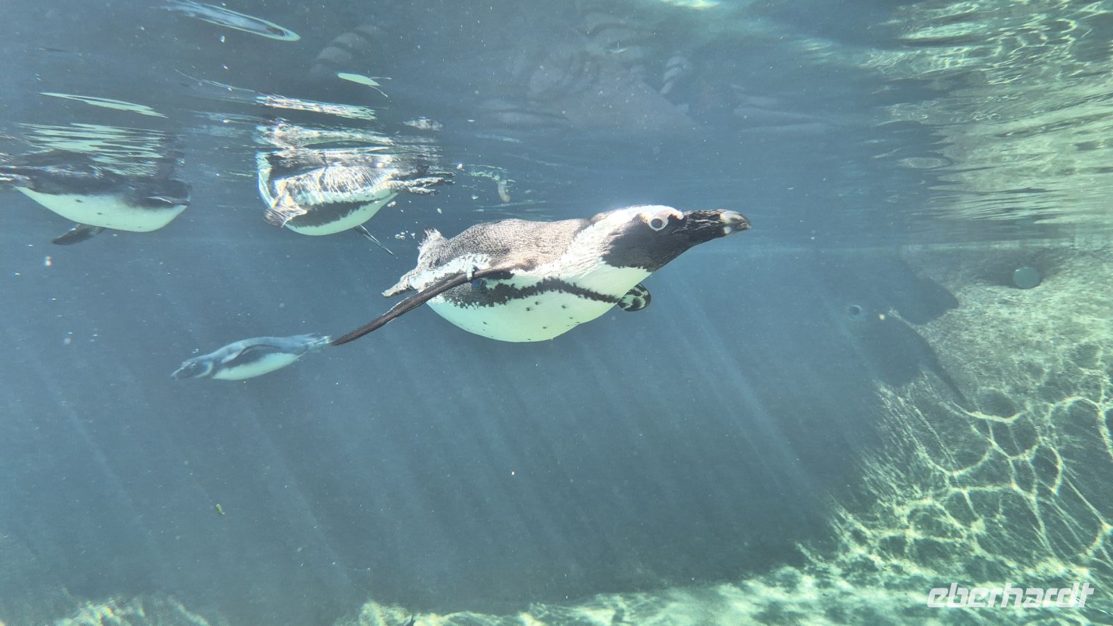 Jardin Zoologique de Champrépus