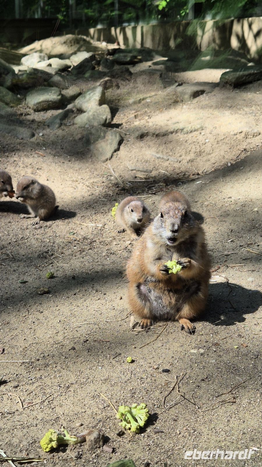 Jardin Zoologique de Champrépus