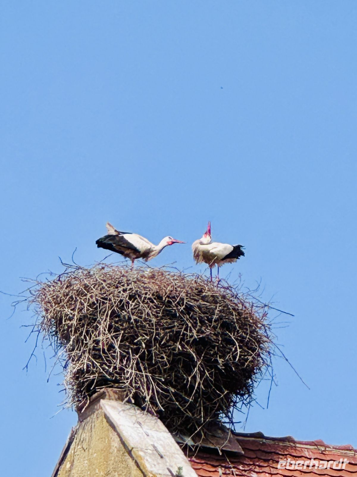 Tag 3 - Störche in Eguisheim 