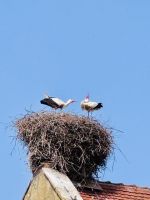 Tag 3 - Störche in Eguisheim 