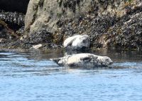 Robben auf den Chaussey-Inseln