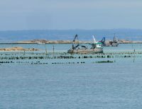 Arbeit auf dem Meer bei Chaussey 