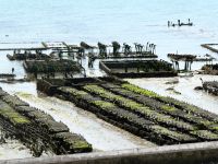 Austernbänke in Cancale