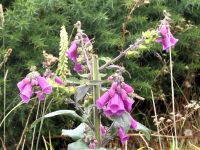 Blumenpracht am Cap Fréhel