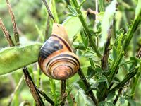 Schnecke beim Frühstück am Cap Fréhel 