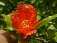 Granatapfelblüte im Garten von Angers
