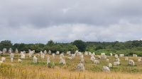Carnac, Steinreihen von Menec